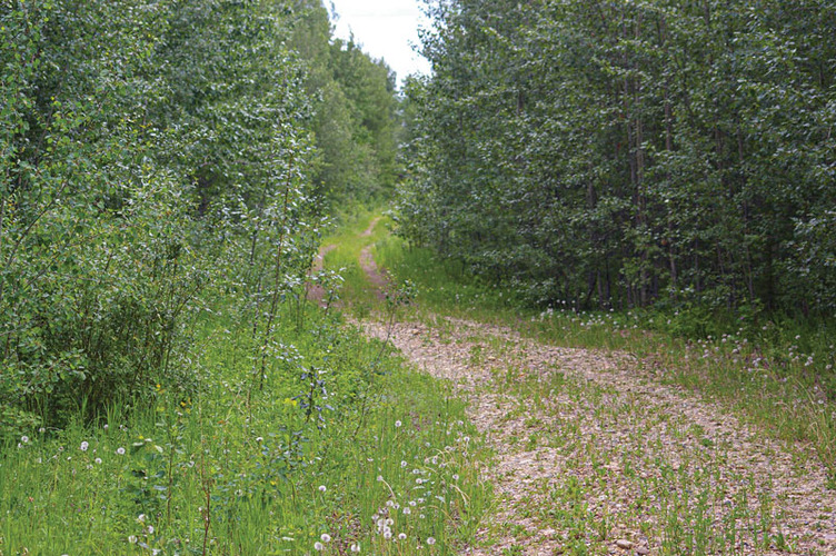 Lac Cardinal Point Uplands (C2-13)
